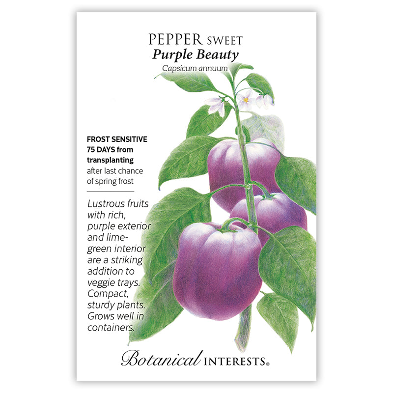 SEEDS: Pepper - Sweet Purple Beauty