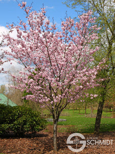 Prunus 'Pink Flair' - Flowering Cherry