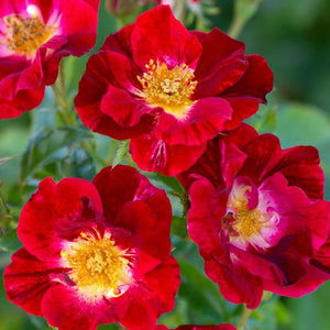 Rosa 'Red Streamer' - Climbing Rose