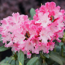 Load image into Gallery viewer, Rhododendron &#39;Dandy Man Color Wheel’
