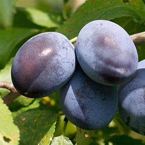 Prunus 'Stanley' - Prune plum