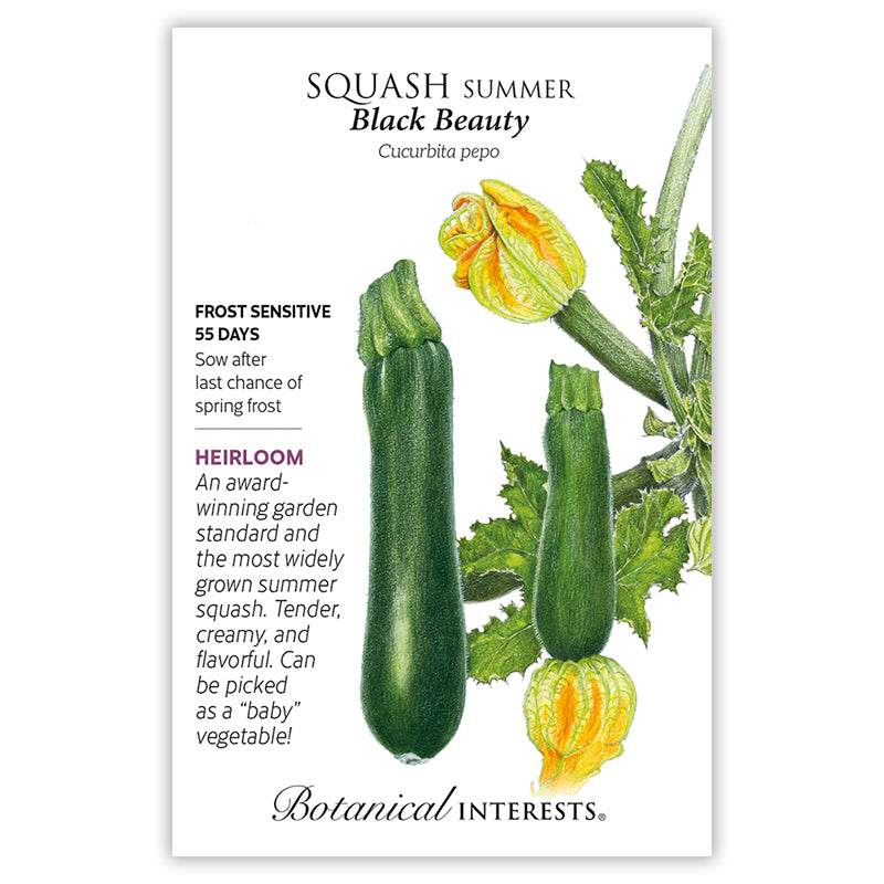 SEEDS: Squash - Summer Black Beauty - Organic