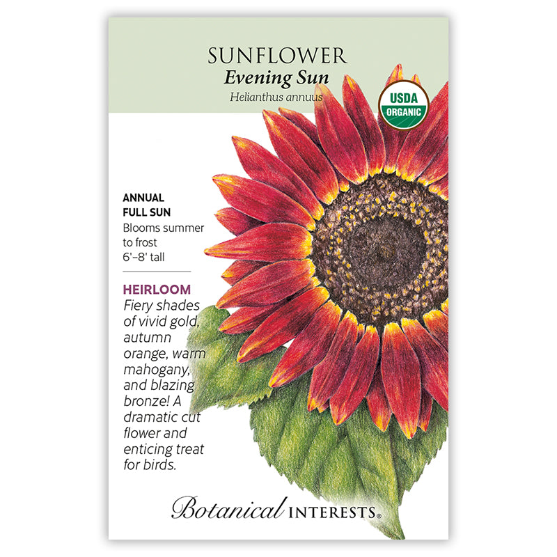 SEEDS: Sunflower Evening Sun