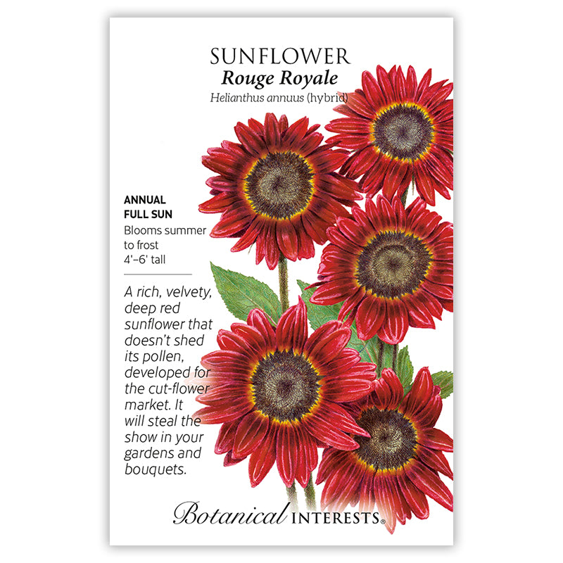 SEEDS: Sunflower - Rouge Royale