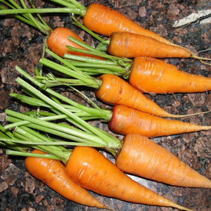 Carrot 'Sweet Treat'
