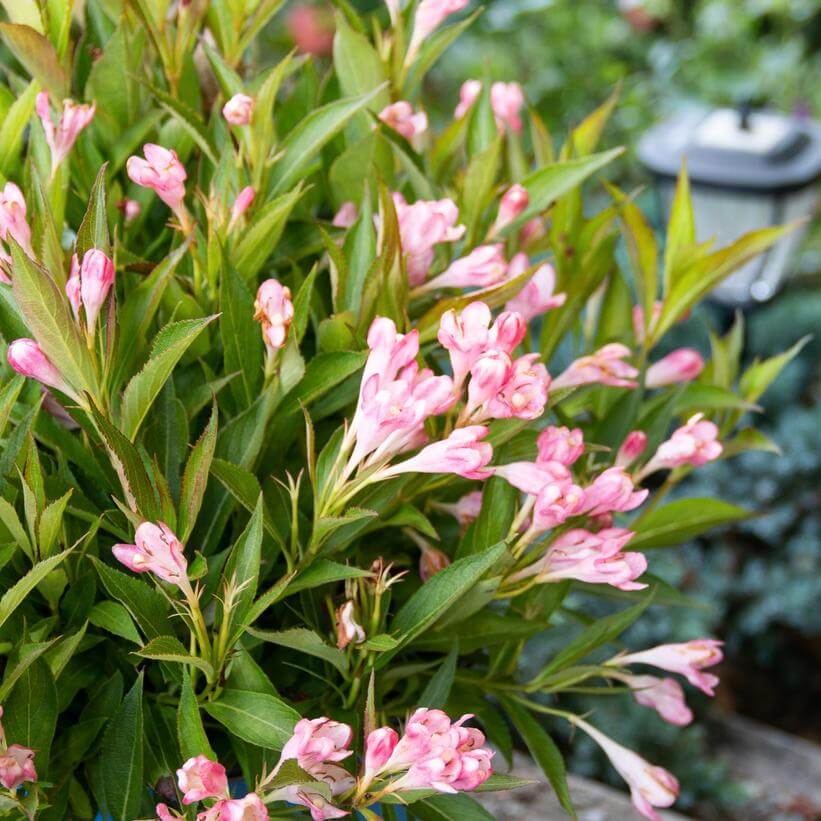 Weigela 'Peach Kisses’