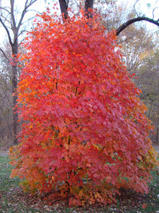 Acer saccharum 'Powder Keg' - Sugar Maple