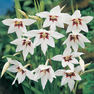 Acidanthera bicolor - Peacock Orchid