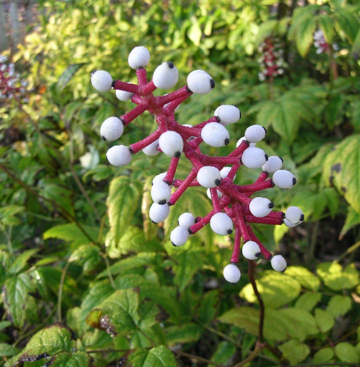 Actaea pachypoda - Baneberry