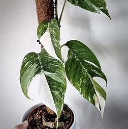 Epipremnum pinnatum 'Albo Variegata' - Pothos