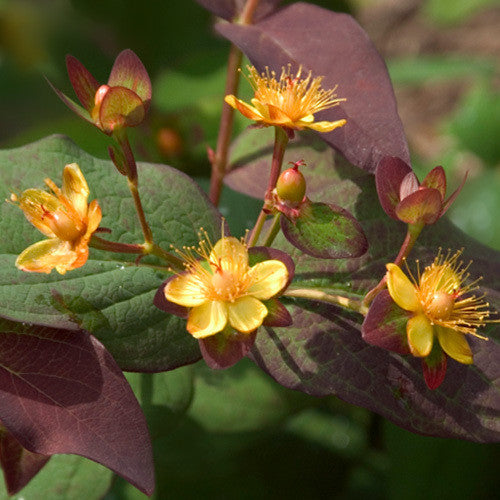 Hypericum 'Albury Purple'