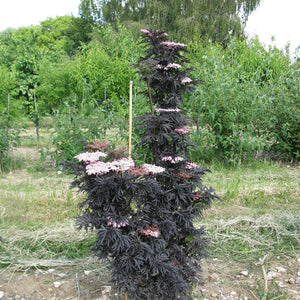Sambucus 'Laced Up'