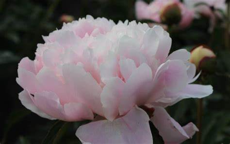 Paeonia 'Alertie' - Peony – Pondside Nursery