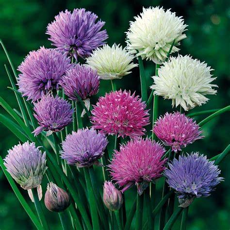 Allium Ornamental One Mix