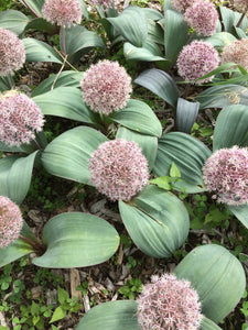 Allium karataviense - Ornamental Onion