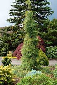 Pinus strobus 'Angel Falls'