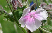 Load image into Gallery viewer, Lychnis coronaria &#39;Angel&#39;s Blush&#39; - Rose Campion
