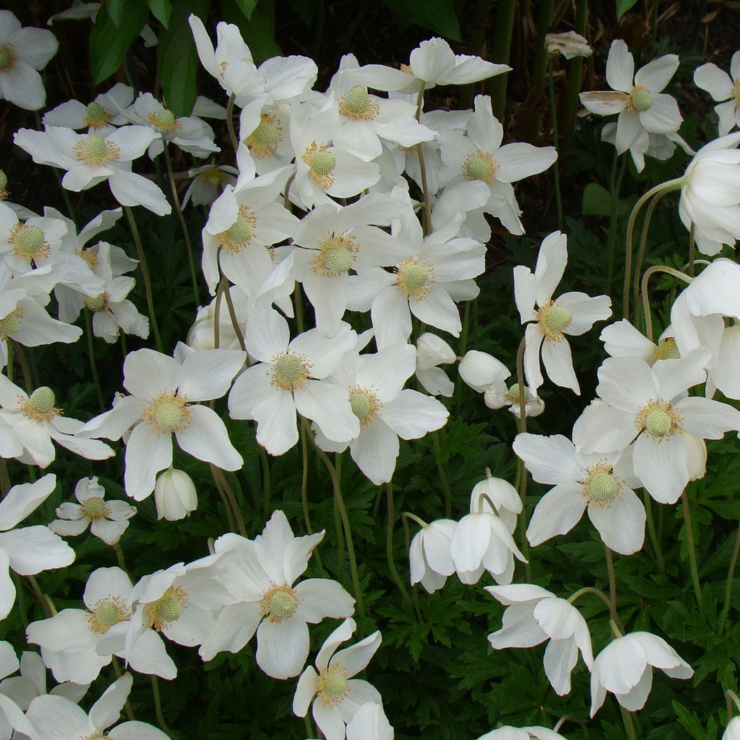 Anemone 'Annabella White' - Windflower