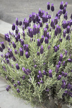 Load image into Gallery viewer, Lavandula &#39;Anouk&#39; - Spanish Lavender
