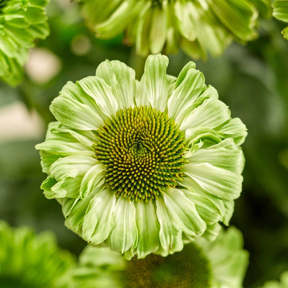 Echinacea ‘SunSeekers Apple Green’ - Coneflower
