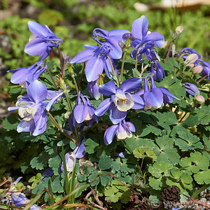 Aquilegia 'Ministar' - Columbine