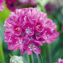 Load image into Gallery viewer, Armeria &#39;Morning Star Deep Rose&#39; - Sea Thrift
