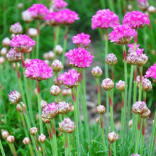 Load image into Gallery viewer, Armeria &#39;Morning Star Deep Rose&#39; - Sea Thrift
