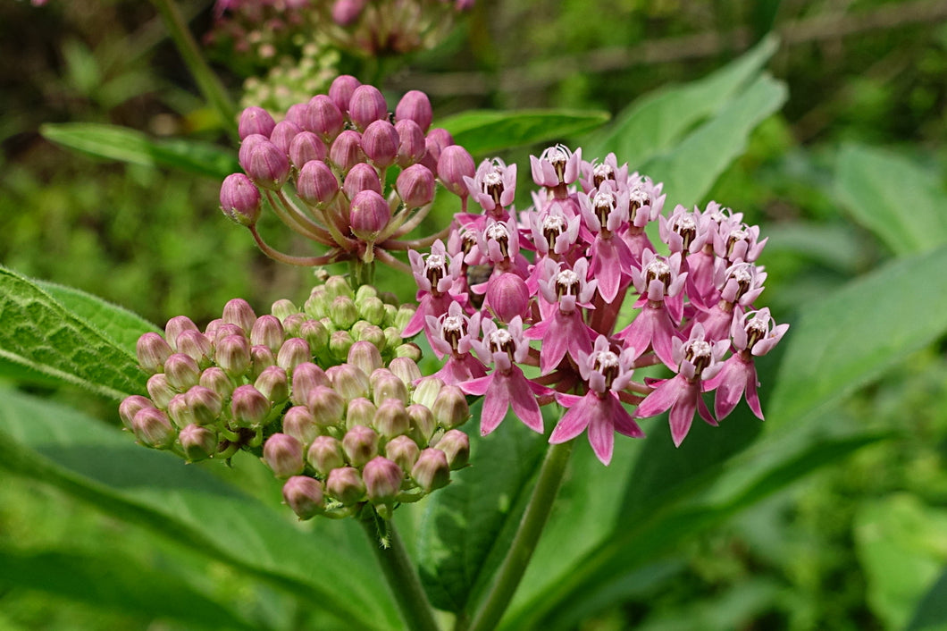 Asclepias incarnata - Swamp Milkweed