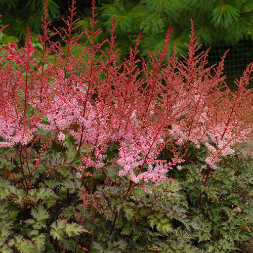 Astilbe 'Delft Lace'