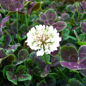 Trifolium repens 'Atropurpureum' - Dutch Clover