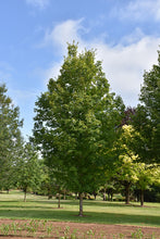 Load image into Gallery viewer, Acer saccharum &#39;Autumn Fest&#39; - Sugar Maple
