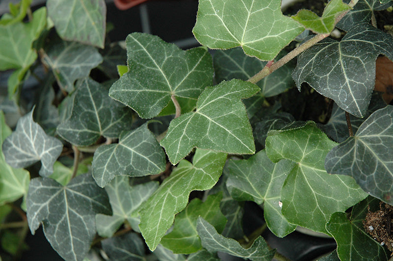 Hedera helix 'Baltica' - Baltic Ivy