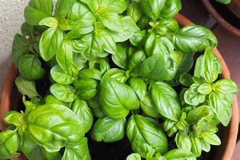 Basil Genovese Lettuce Leaf