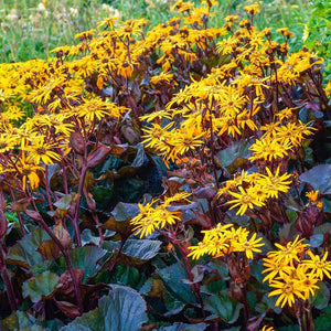 Ligularia 'BBQ Banana' - Leopard Plant
