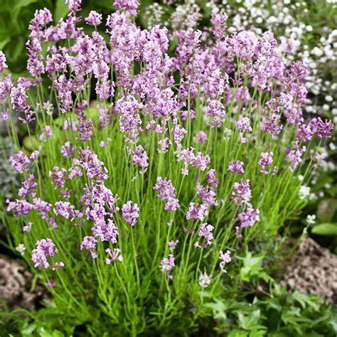 Lavandula 'Beezee Pink' - Lavender