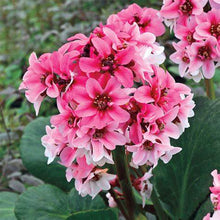 Load image into Gallery viewer, Bergenia &#39;Dragonfly Sakura&#39; - Pig Squeak
