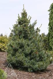 Pinus parv. ‘Bergman’ - Japanese White Pine