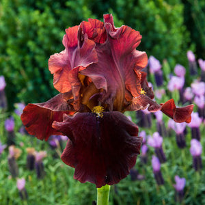 Iris germanica 'Bernice's Legacy' - Bearded Iris