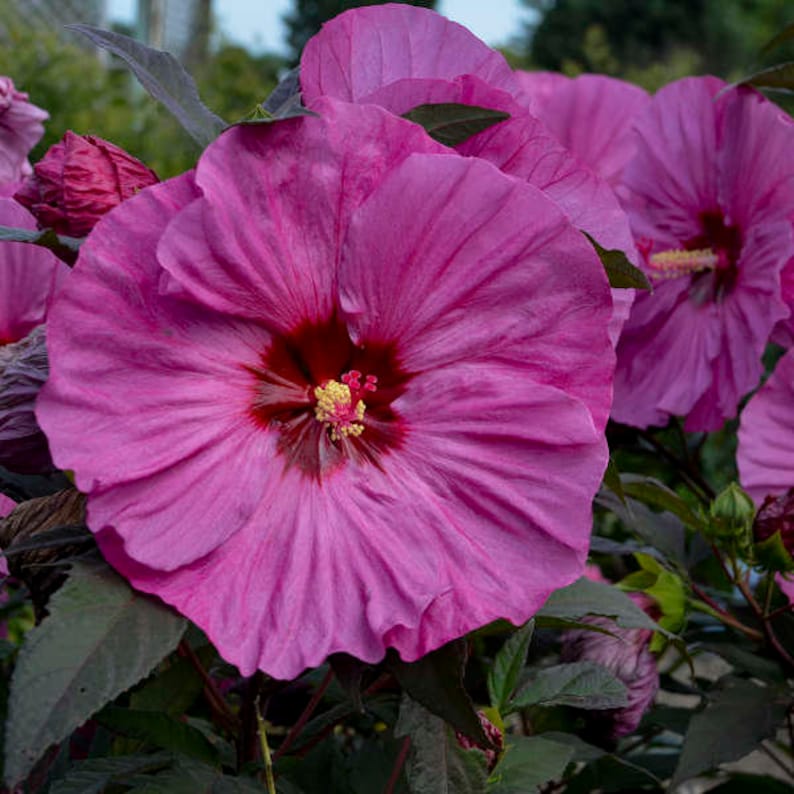 Hibiscus 'Berry Awesome'