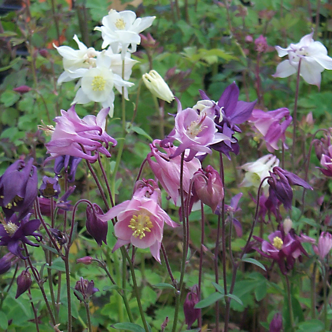 Aquilegia 'Bierdermeir' - Columbine