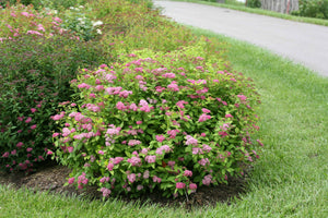 Spiraea 'Double Play Big Bang'