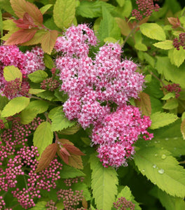 Spiraea 'Double Play Big Bang'