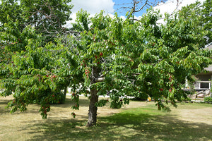 Prunus 'Bing' - Sweet Cherry