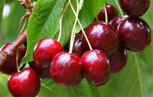 Prunus 'Bing' - Sweet Cherry
