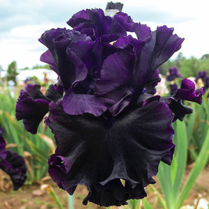 Iris germ. 'Black Lipstick' - Bearded Iris