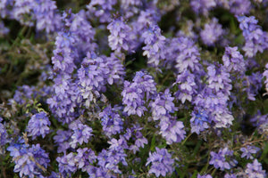Veronica 'Blauspiegel'