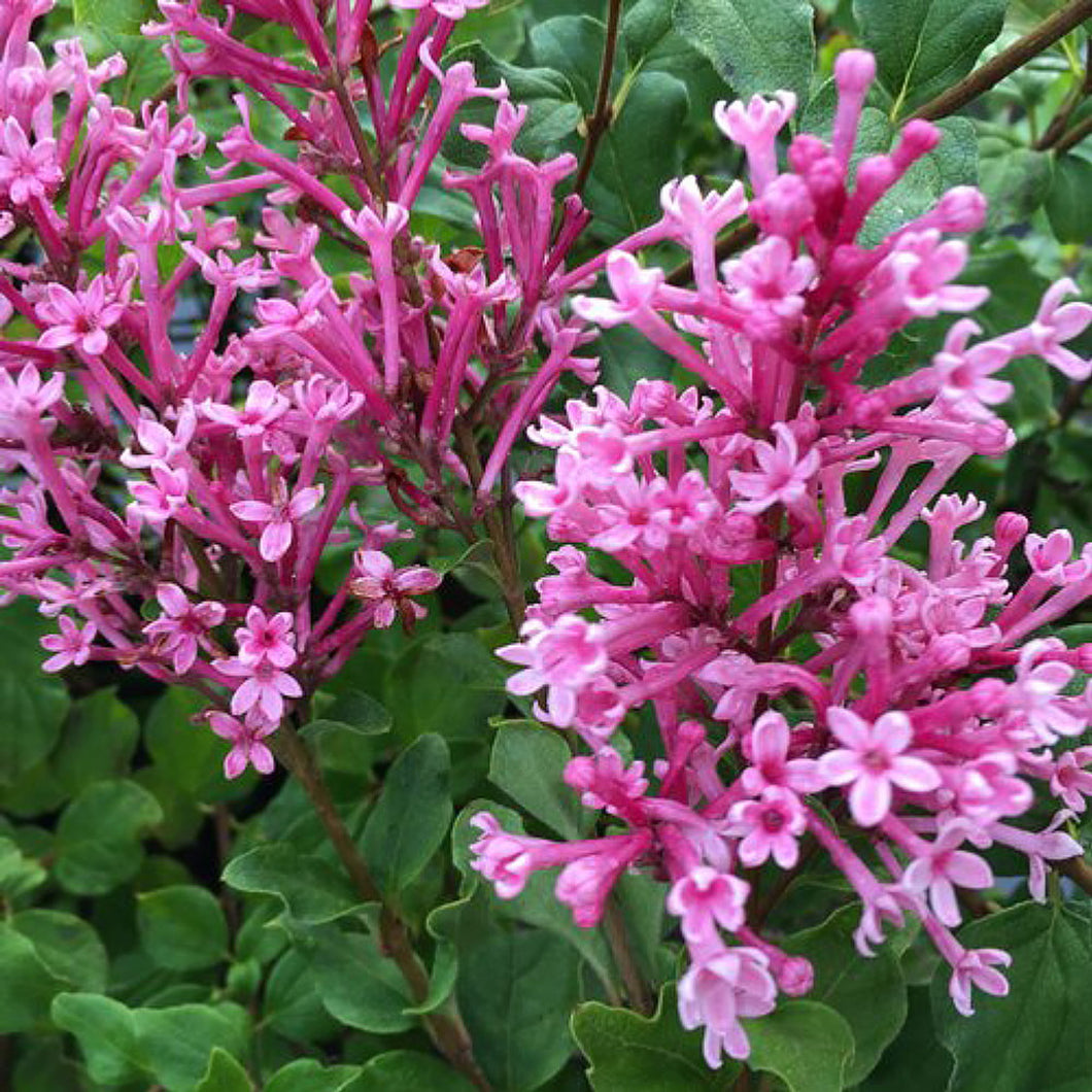 Syringa 'Bloomerang Pink' - Lilac