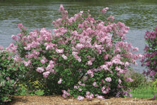 Load image into Gallery viewer, Syringa &#39;Bloomerang Pink&#39; - Lilac
