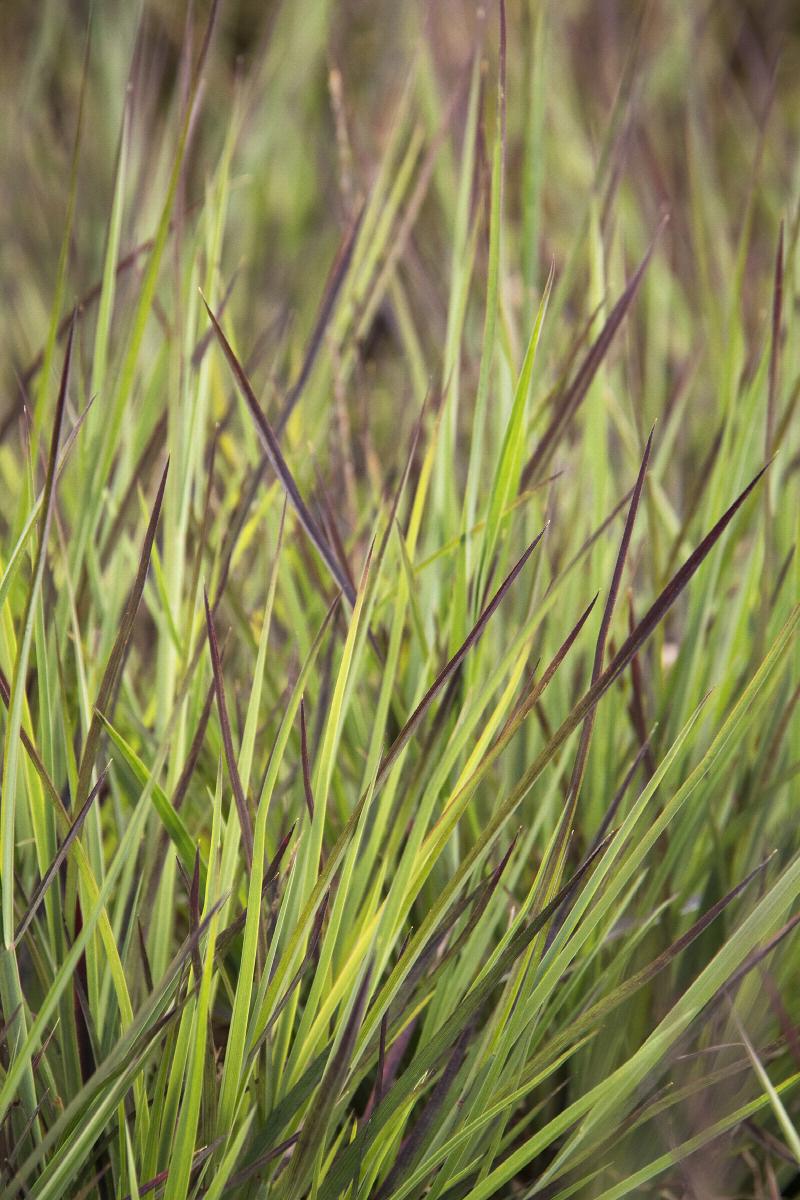 Schizachyrium 'Blue Heaven'