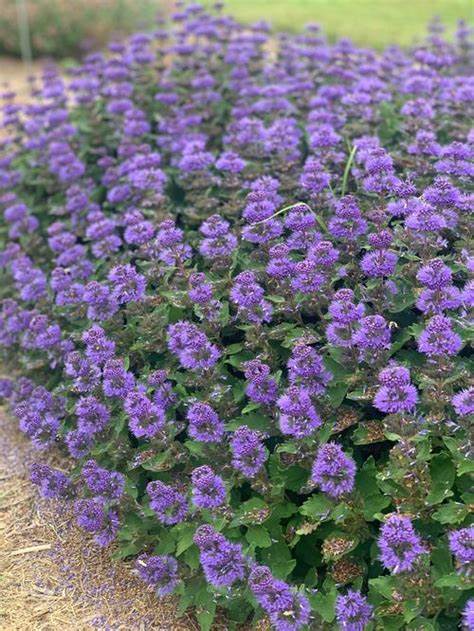 Caryopteris 'Pavilion Blue’